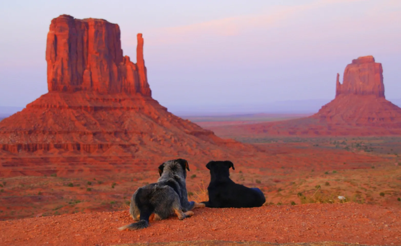 Two dogs looking at desert